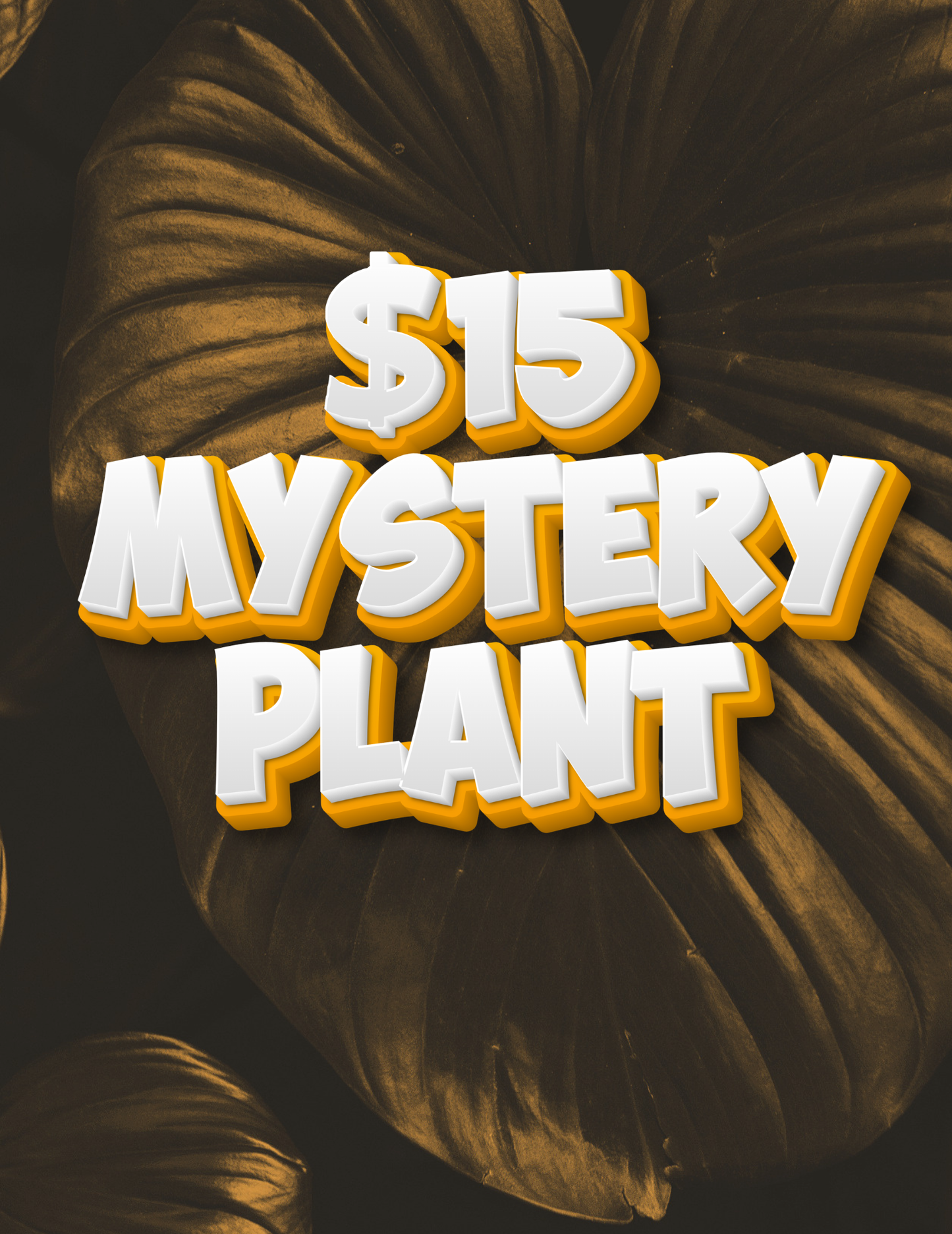 $15 MYSTERY PLANT PLUS ENTRY TO SPIN TO WIN ORANGE PRINCESS