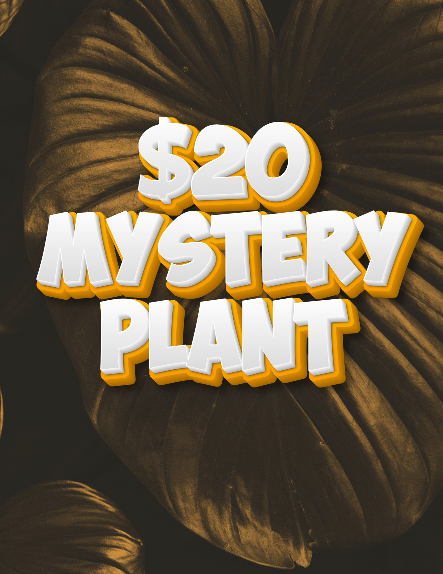 $20 MYSTERY PLANT/SPIN TO WIN MOTTLED MONSTERA ADANSONII