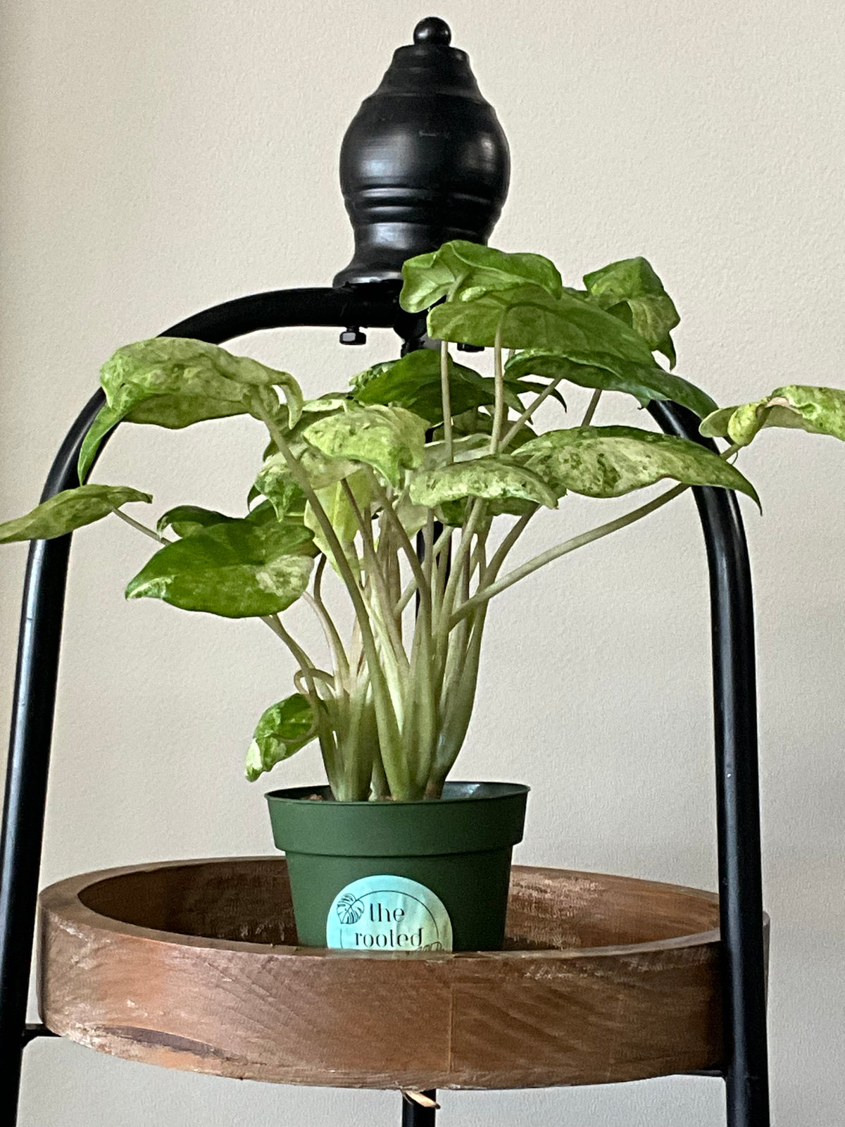 Variegated Hua Long ALOCASIA