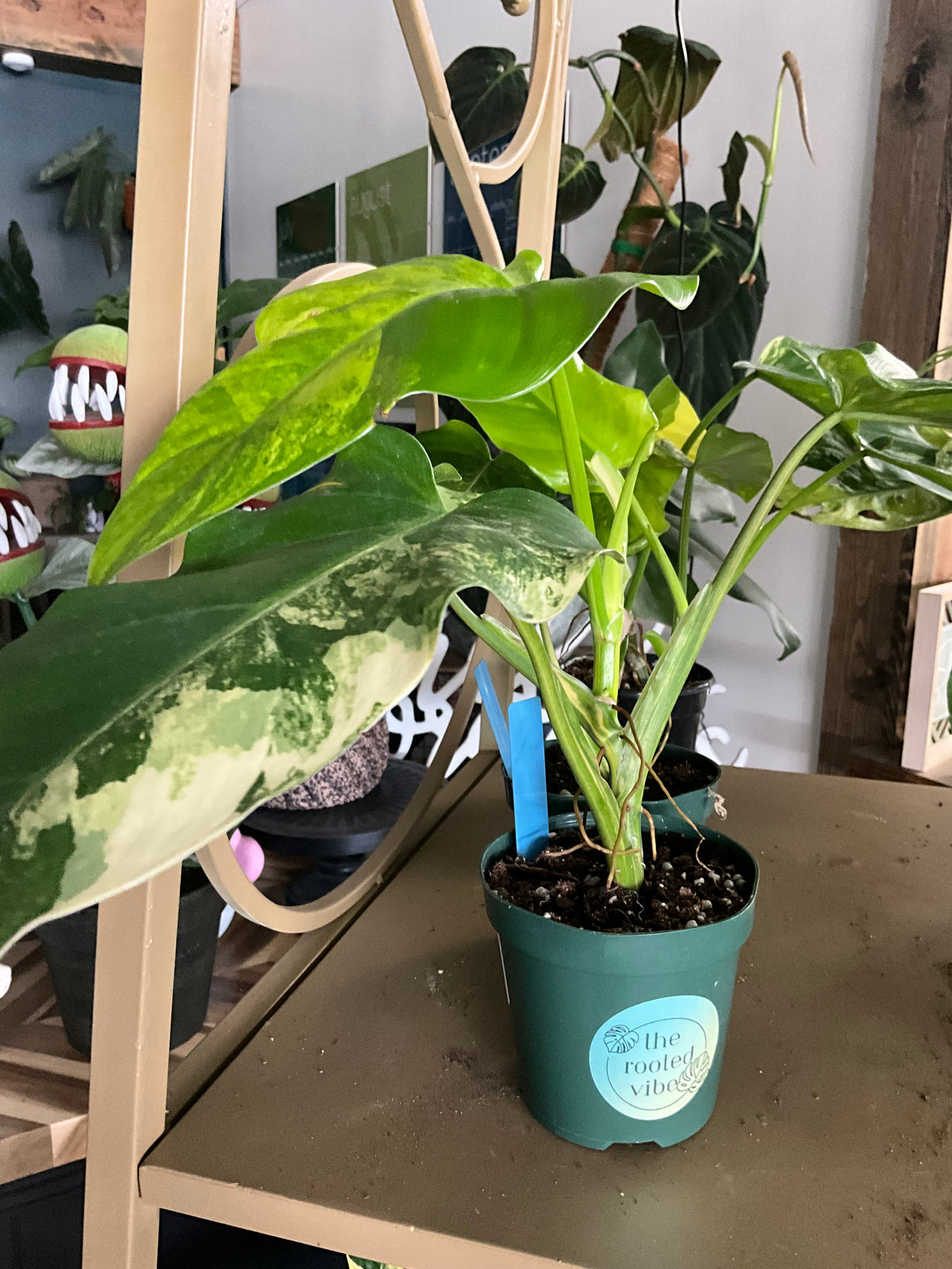 Philo Domesticum variegated
