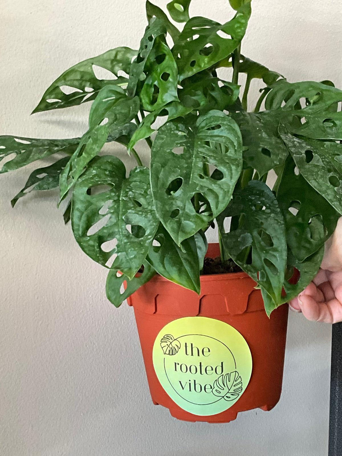 Monstera adansonii