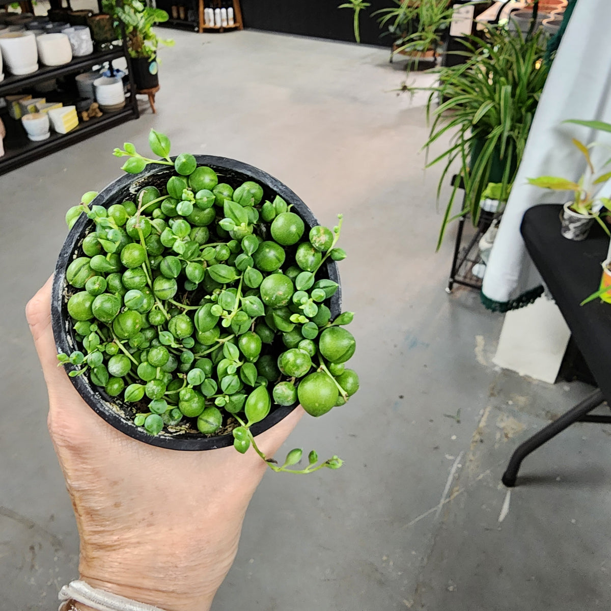STRING OF PEARLS