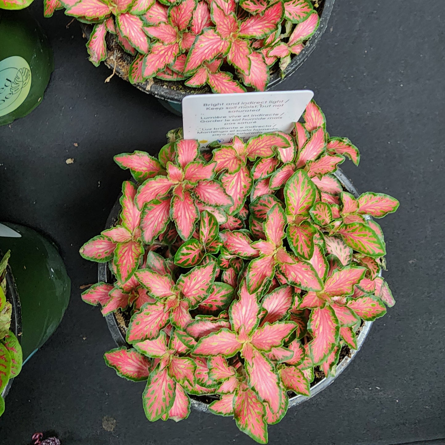 PREM PINK FITTONIA