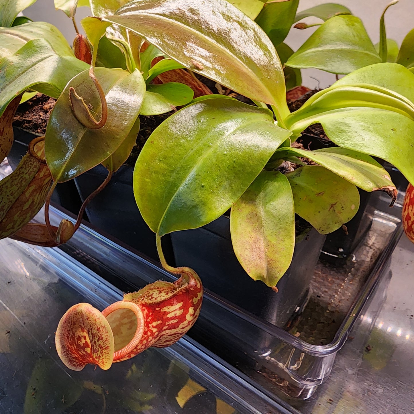 Monkey Pitcher