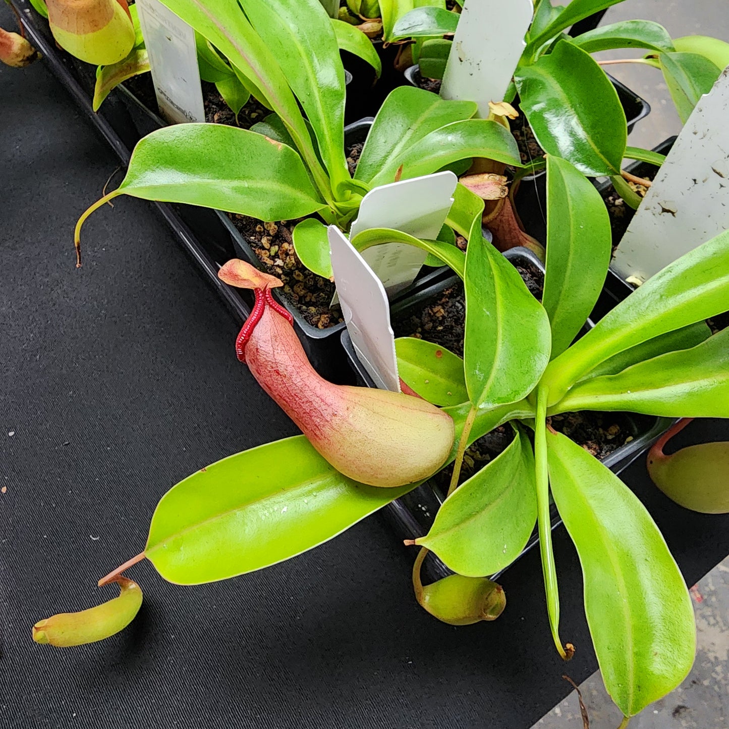Alata Pitcher Plant