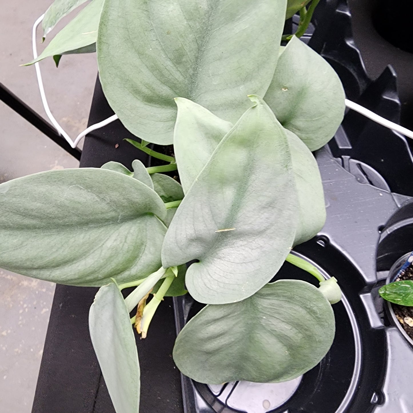 Platinum Scindapsus