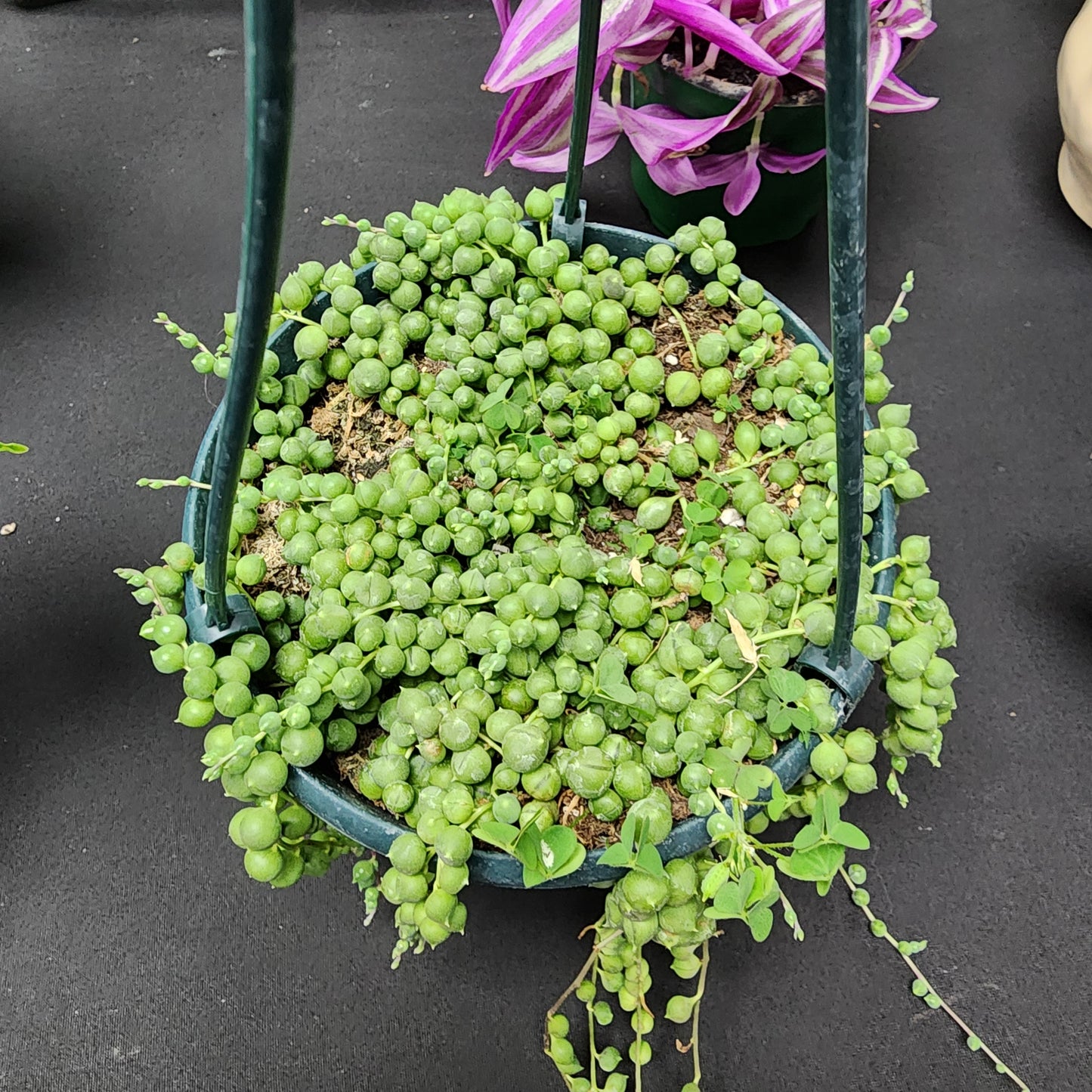 String of Pearls