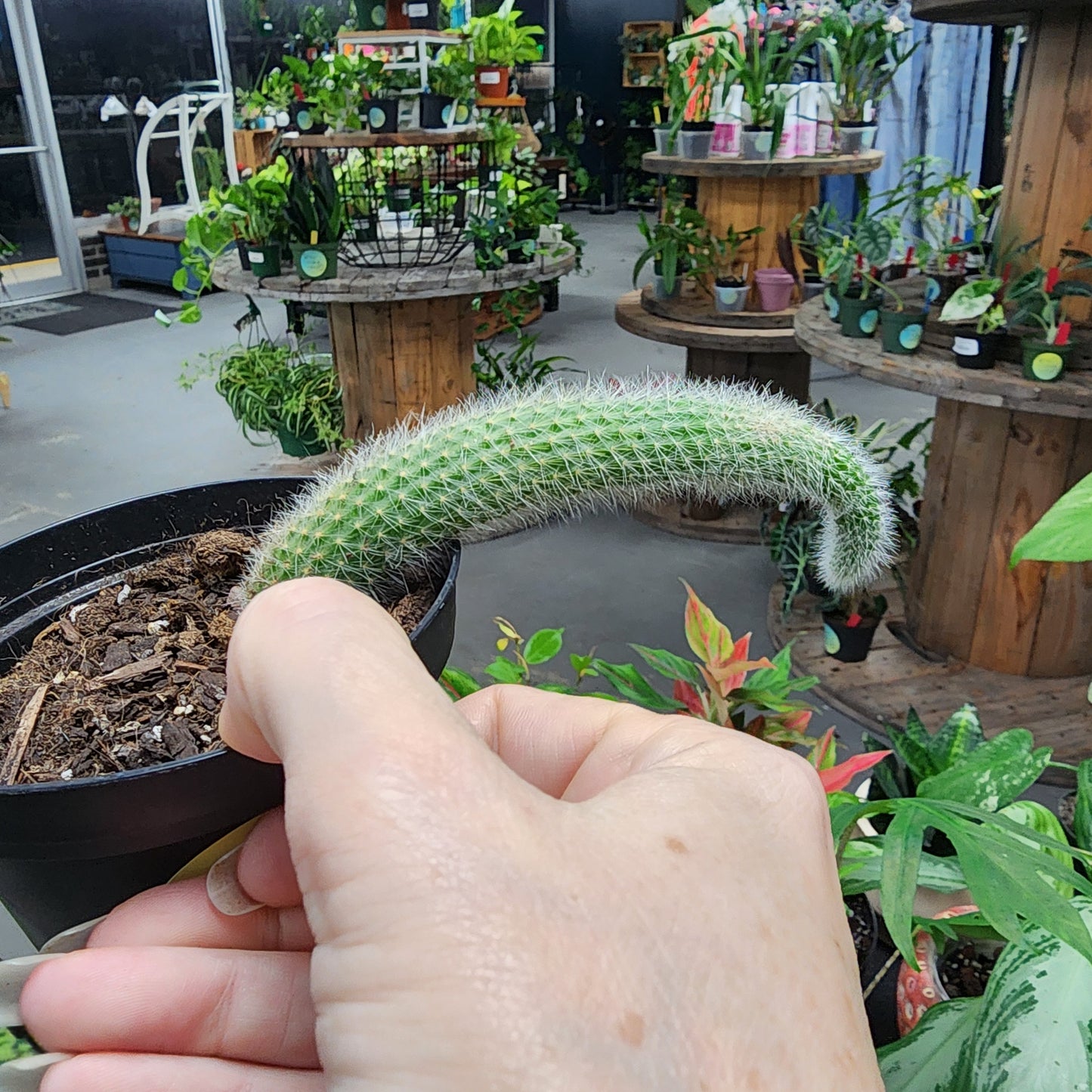 Monkey tail cactus