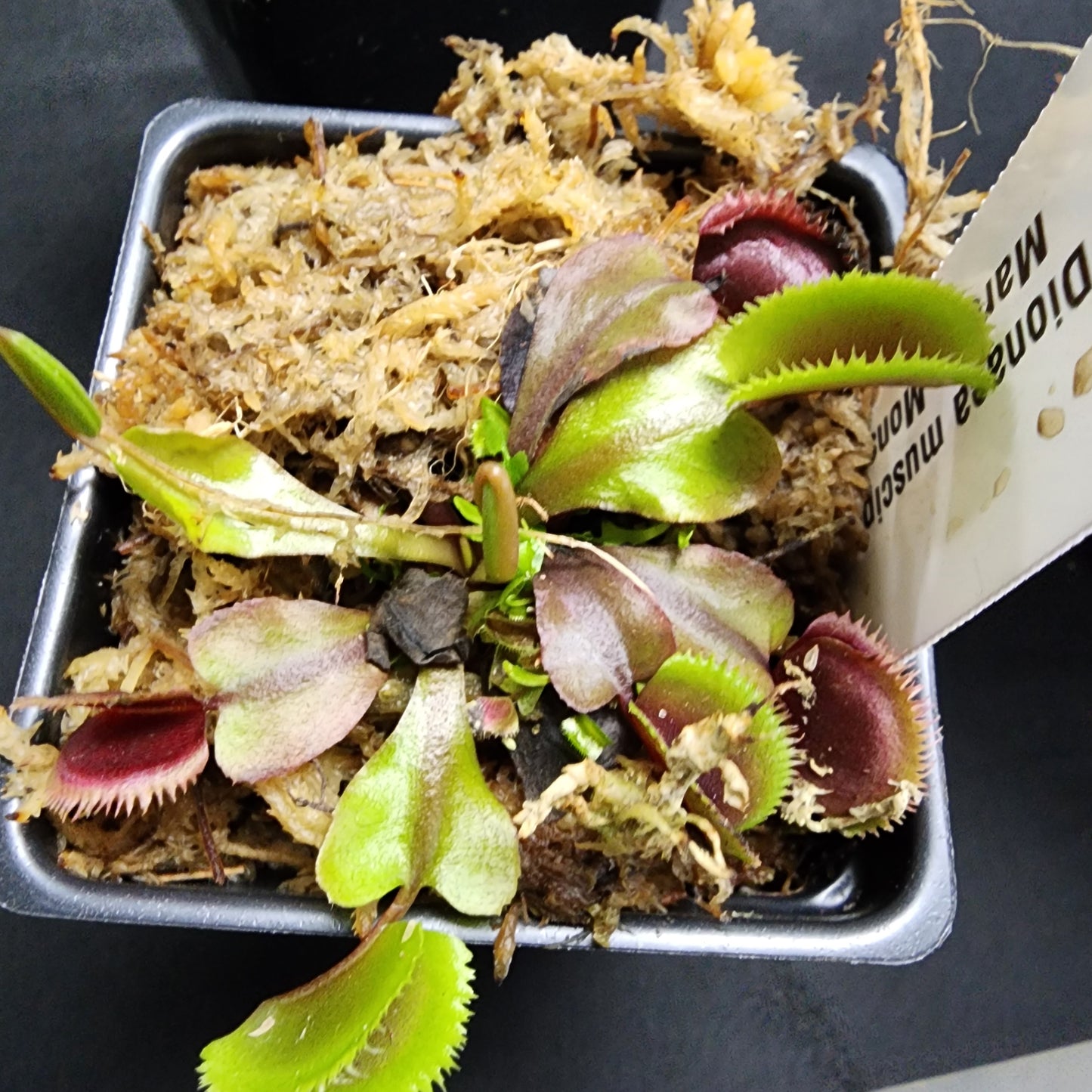 Maroon Monster Venus Fly trap