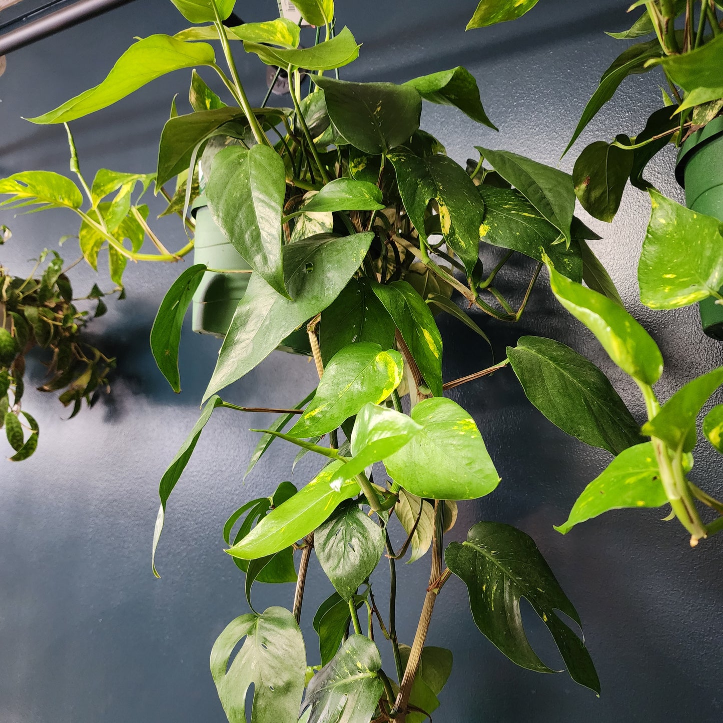 Epipremnum Pinnatum Golden hanging basket