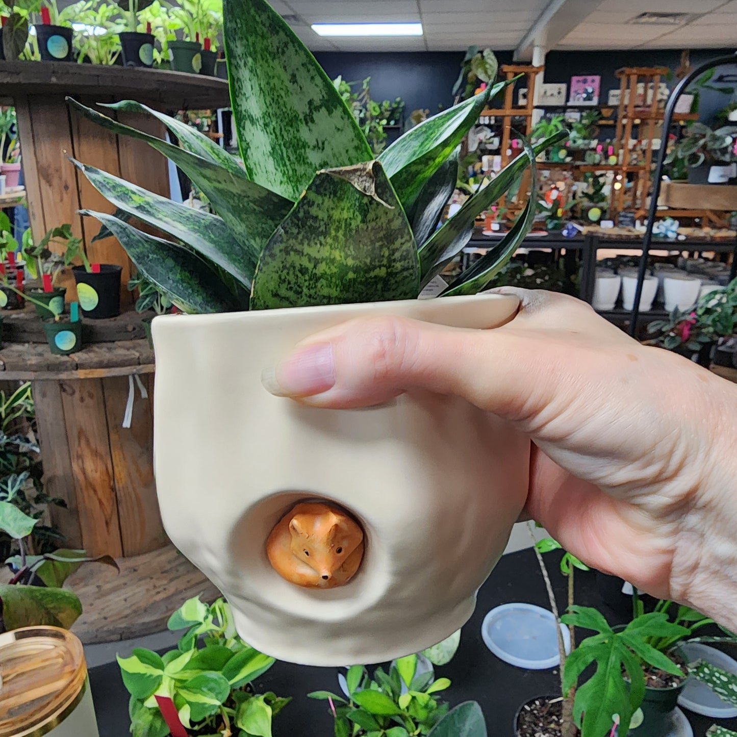 Fox pot Sanseveria