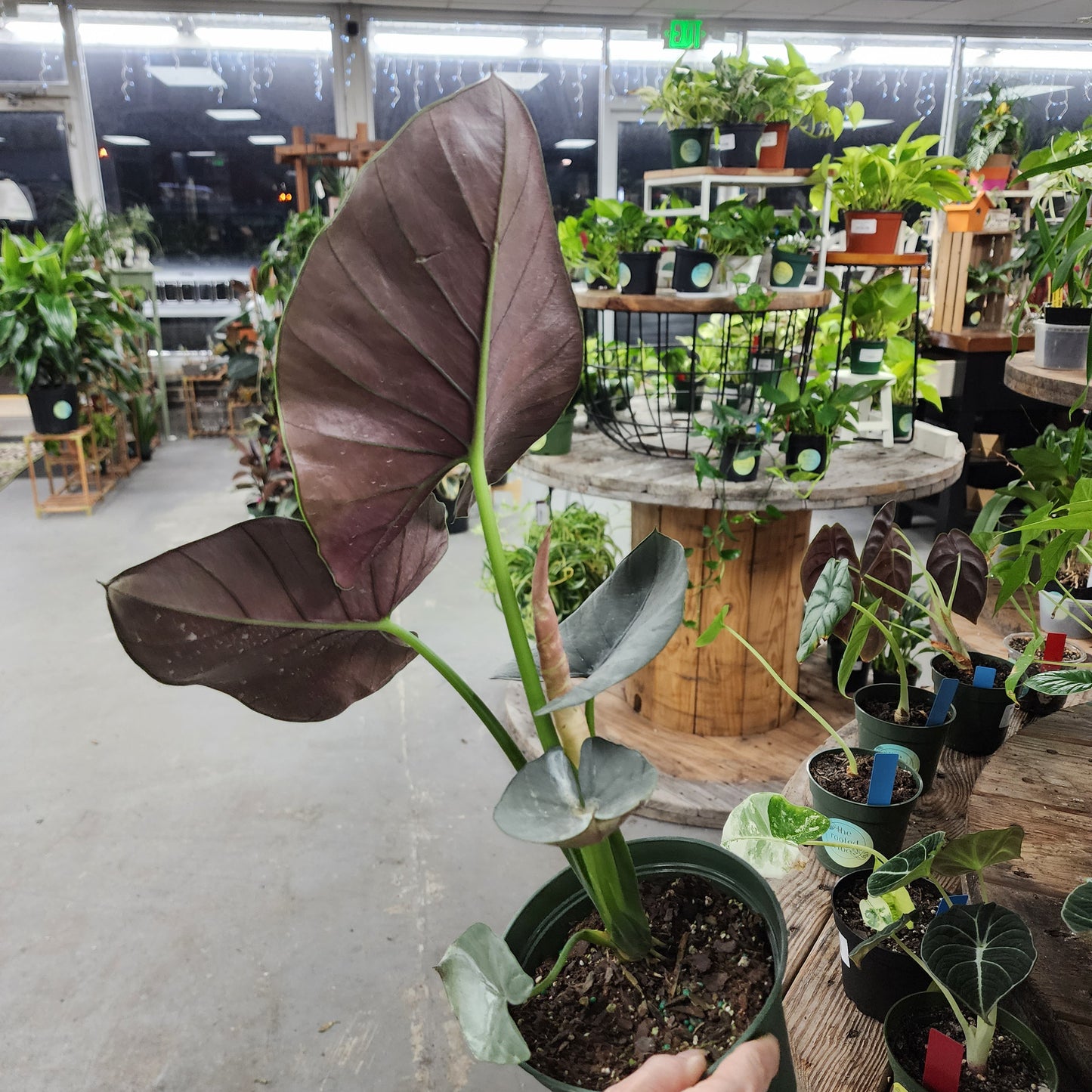 Alocasia Reginae