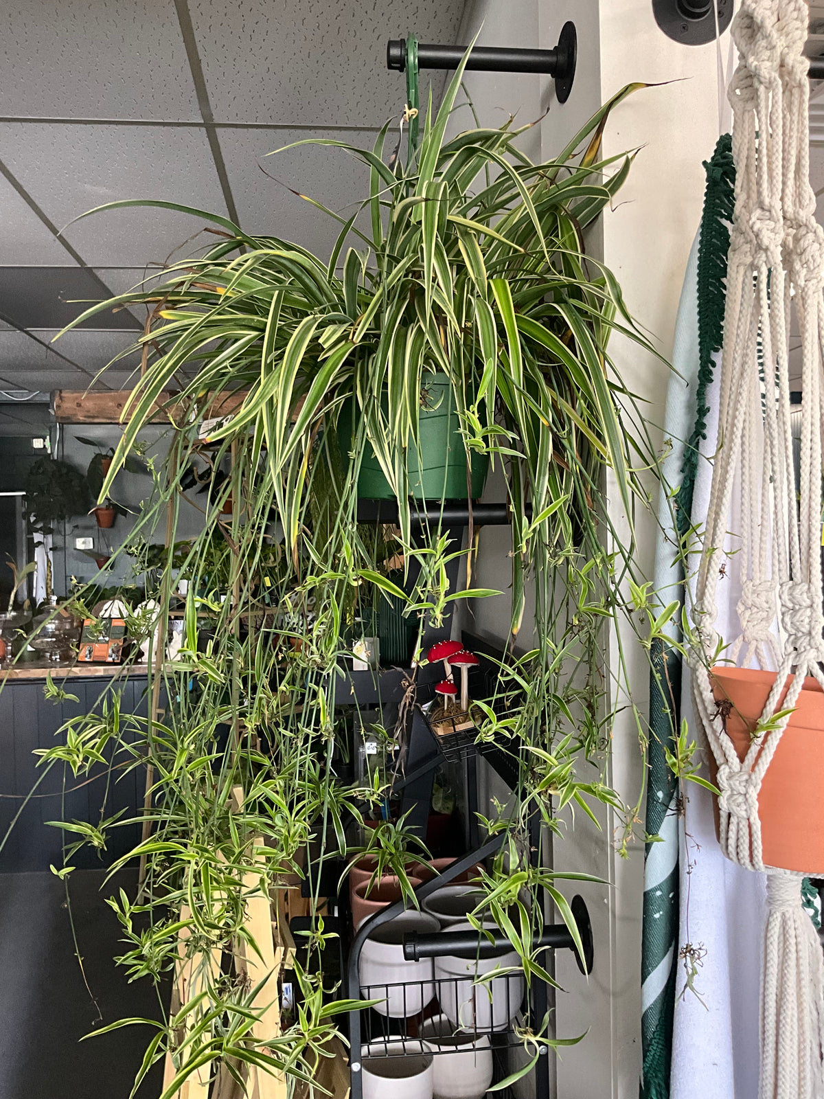 Spider plant
