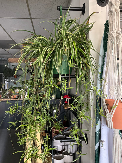 Spider plant