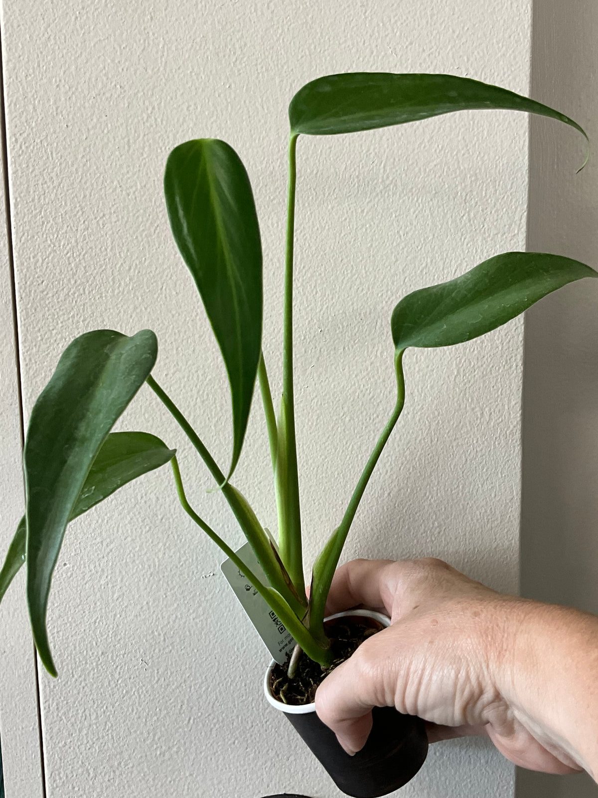Rare mystery plant
