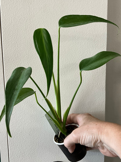 Rare mystery plant