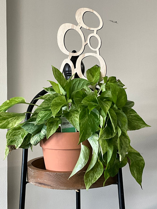 Marble queen pothos terra cotta/trellis