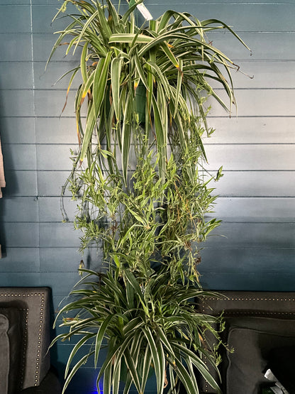 Spider plant