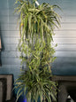 Spider plant