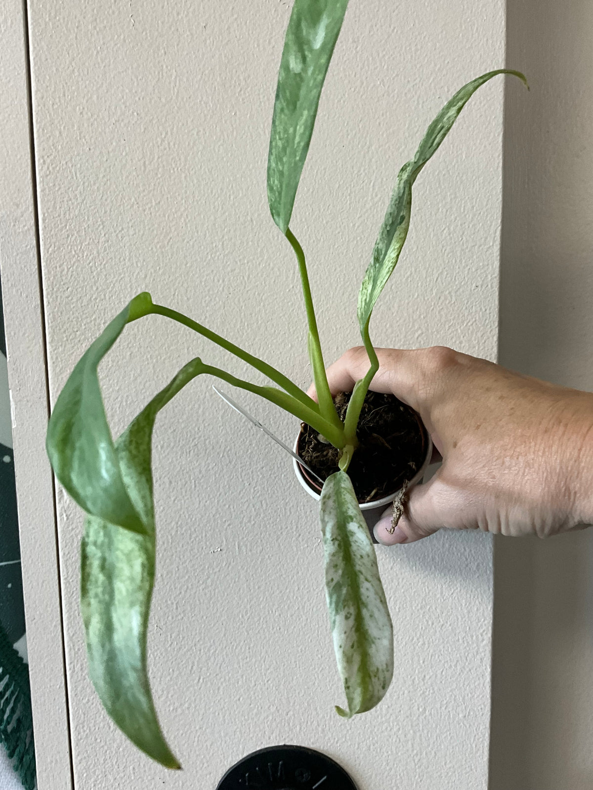 Rare mystery plant