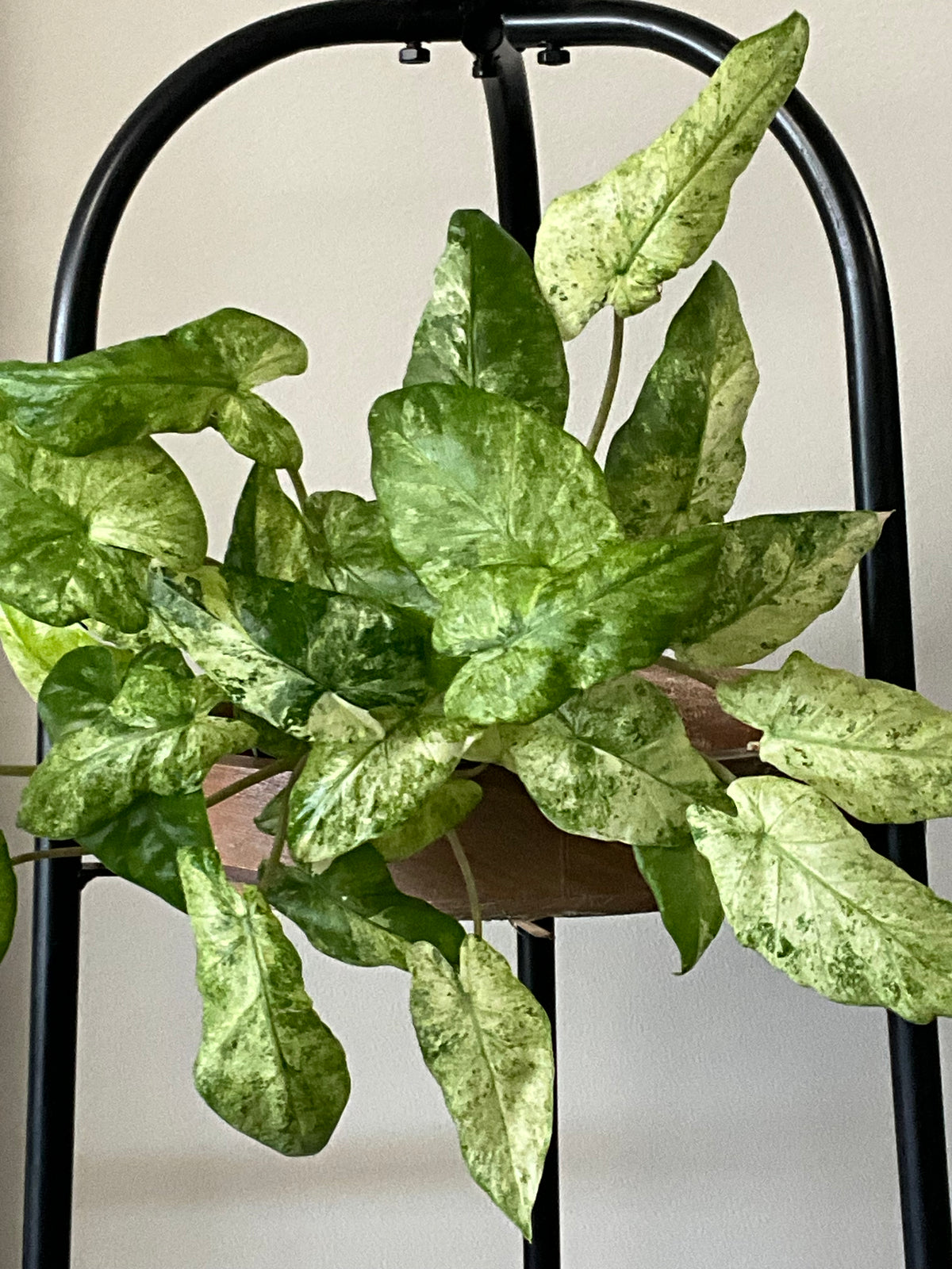 Variegated Hua Long ALOCASIA