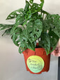 Monstera adansonii