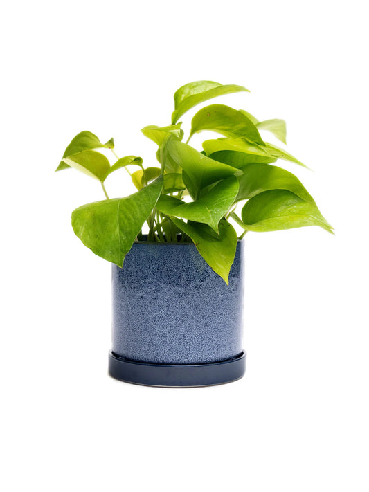 Cosmos Blue 3" Ceramic Plant Pot and Saucer