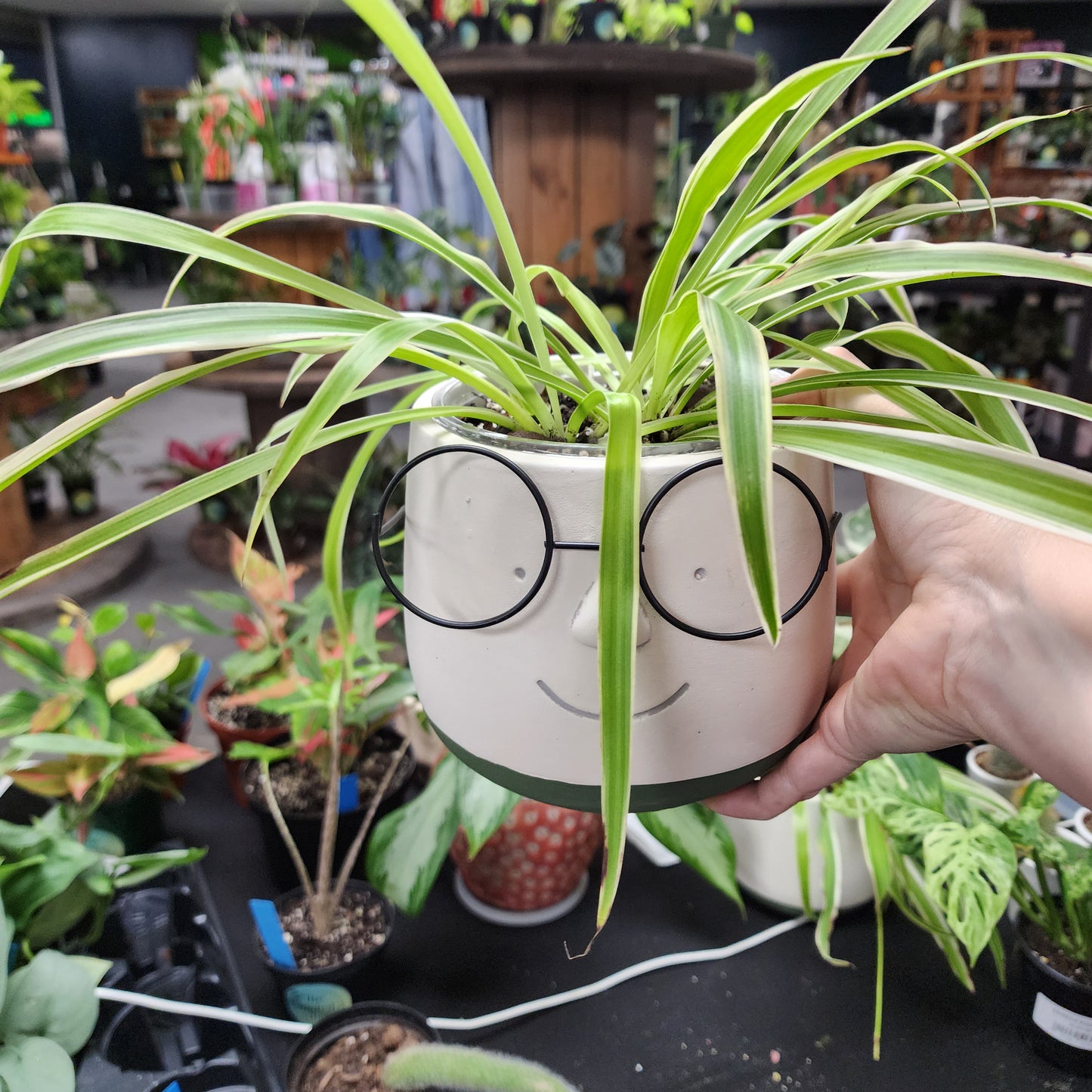Glasses planter /spider plant