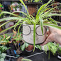 Glasses planter /spider plant