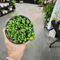 STRING OF PEARLS