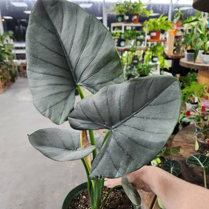 Alocasia Reginae