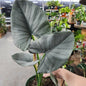 Alocasia Reginae