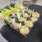 Medium Ping /butterworts