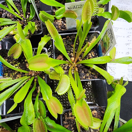 Venus Fly Trap #3
