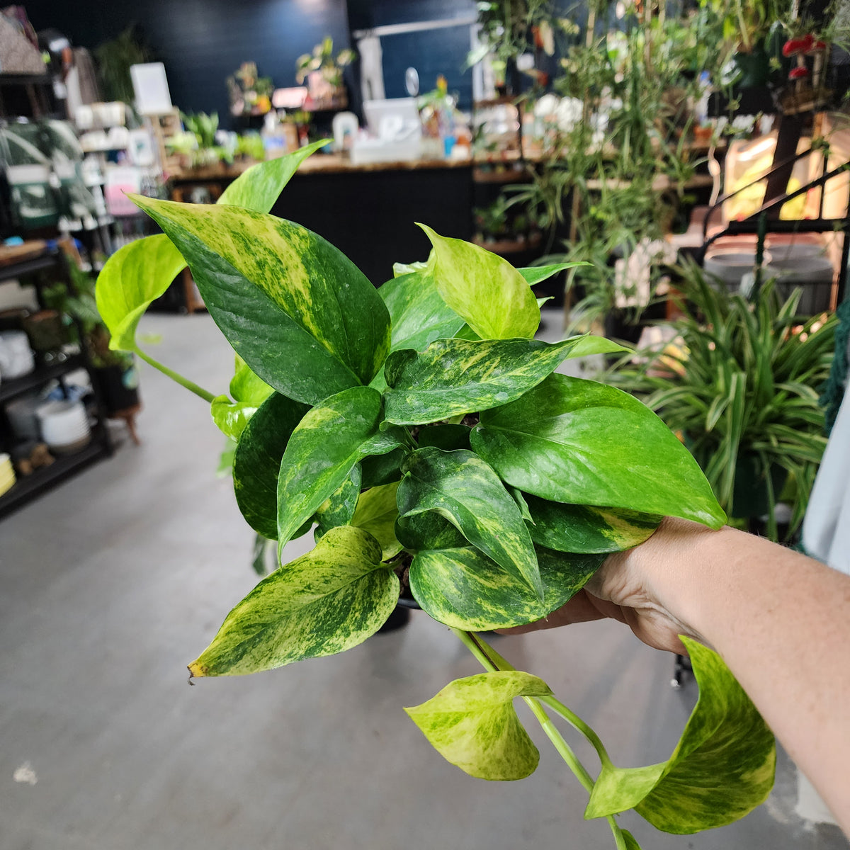 #32 Neon Queen Pothos