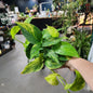 #32 Neon Queen Pothos