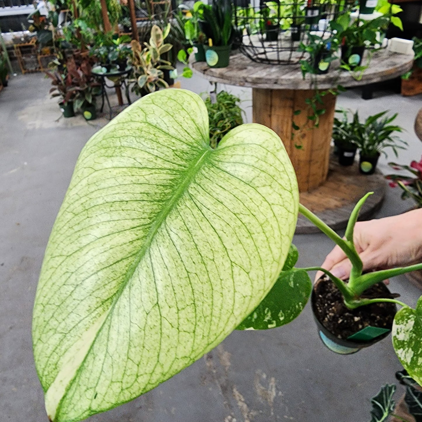 Monstera Mint