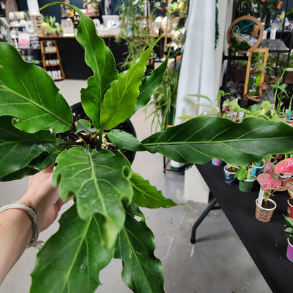 ANTHURRIUM HOOKERI