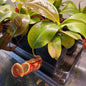 Monkey Pitcher