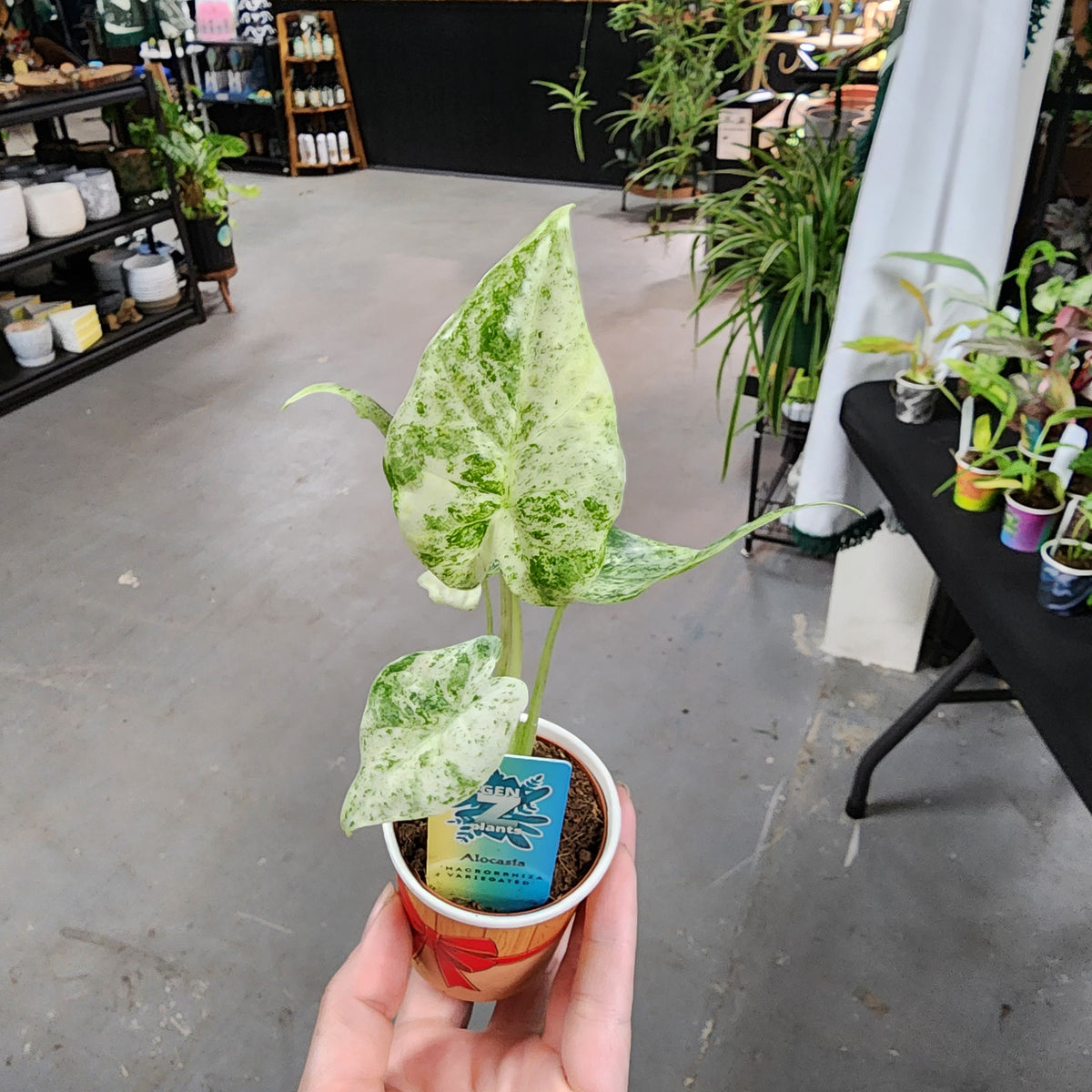 ALOCASIA MACRORRHIZA VAR