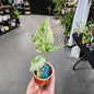 ALOCASIA MACRORRHIZA VAR