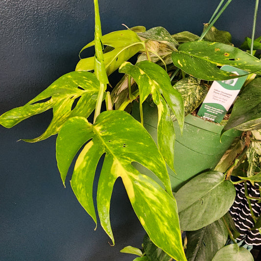 Epipremnum Pinnatum Golden hanging basket