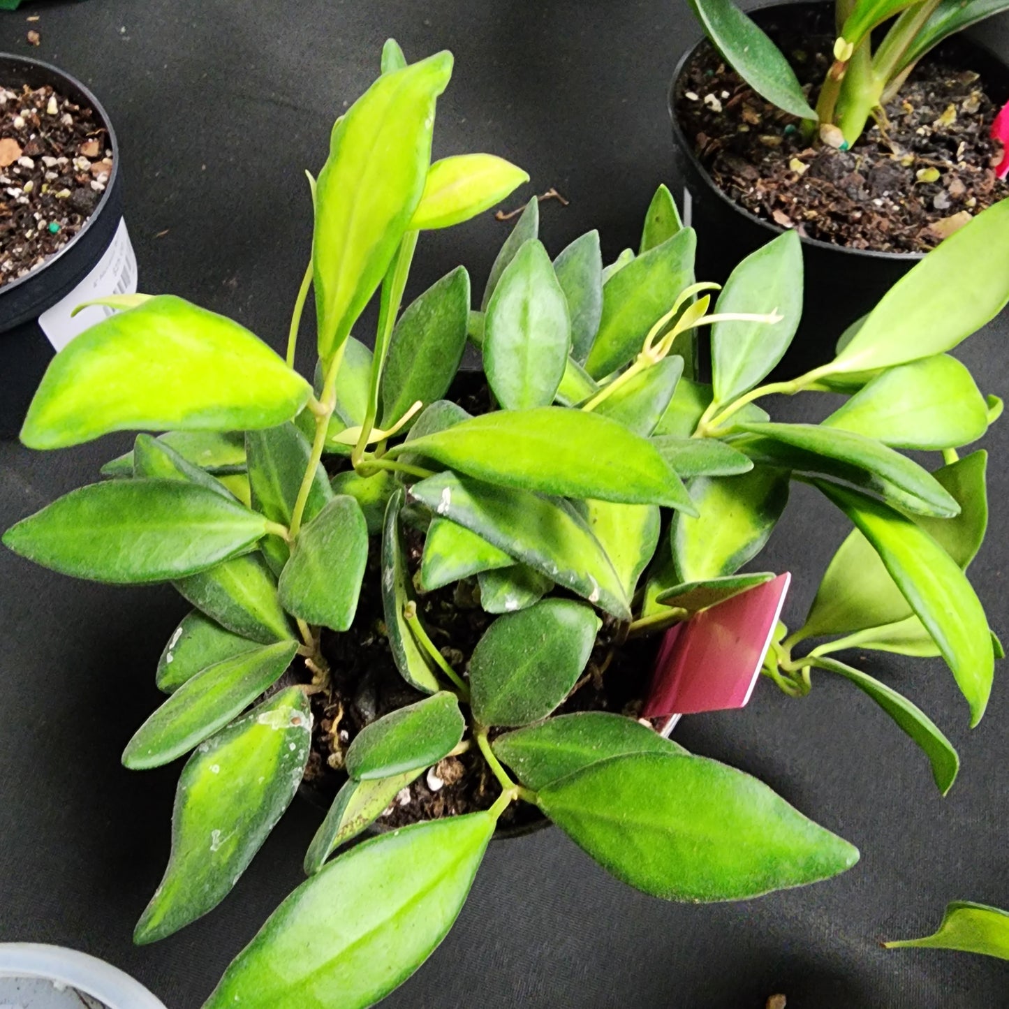 Hoya DS70 Variegated