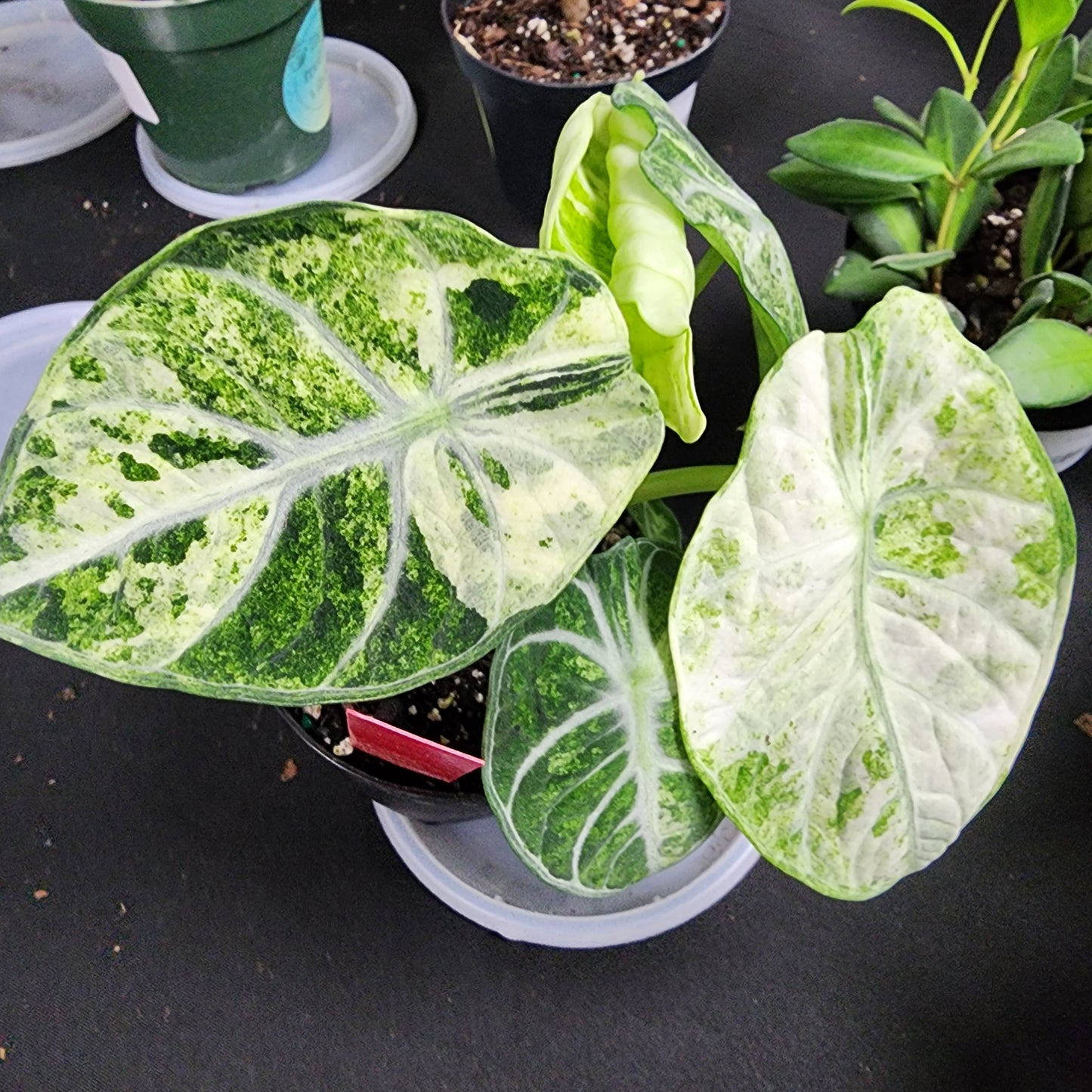 Variegated Alocasia Ninja Tricolor