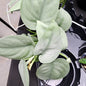Platinum Scindapsus