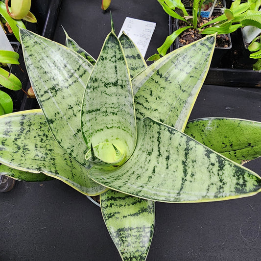 4in Sanseveria