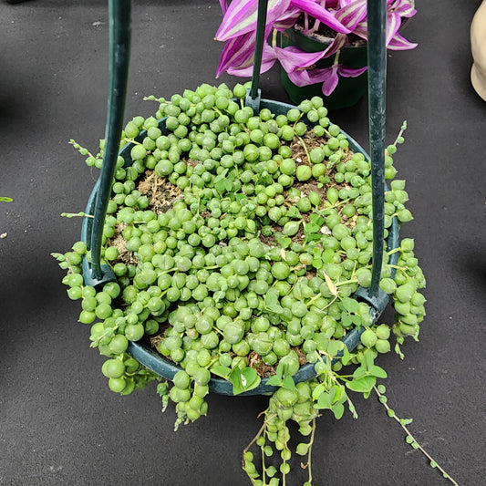 String of Pearls