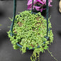 String of Pearls