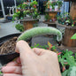 Monkey tail cactus