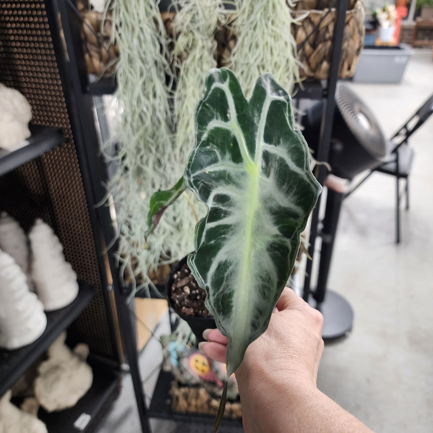 Alocasia Venom